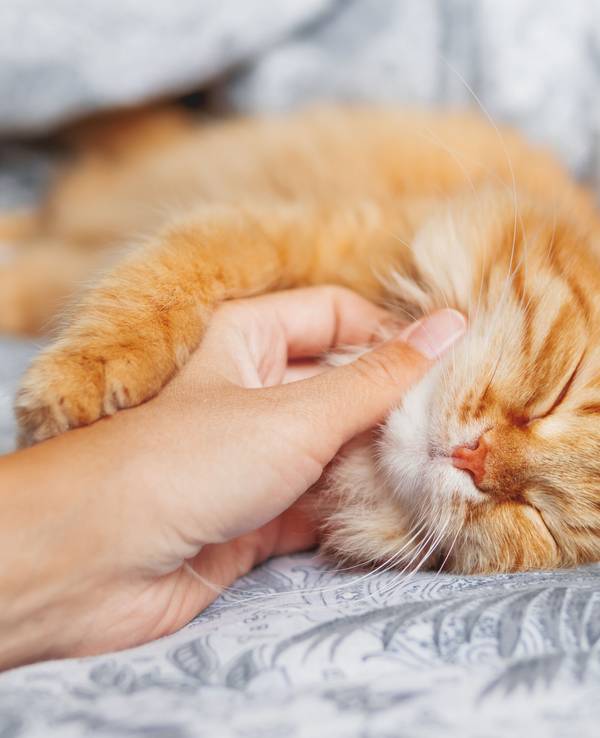 Die Gründe, warum Katzen schnurren, sind komplexer als viele denken.