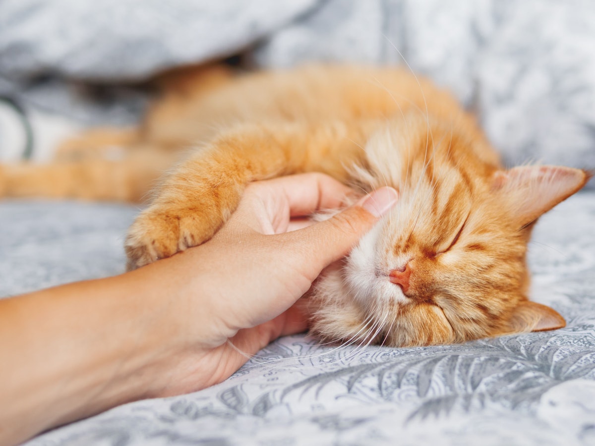Die Gründe, warum Katzen schnurren, sind komplexer als viele denken.