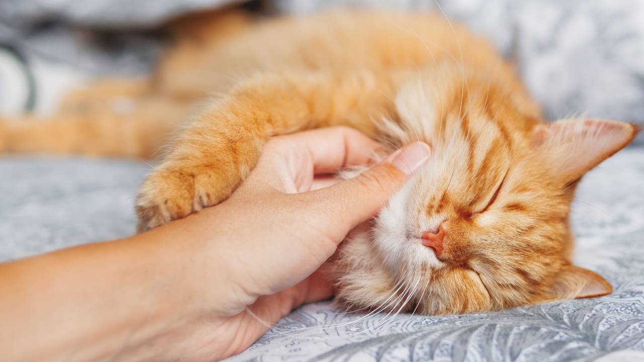 Die Gründe, warum Katzen schnurren, sind komplexer als viele denken.