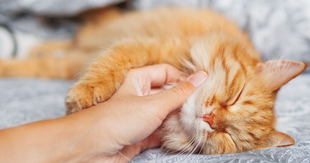 Was Bedeutet Es Wenn Katzen Schnurren www.express.de