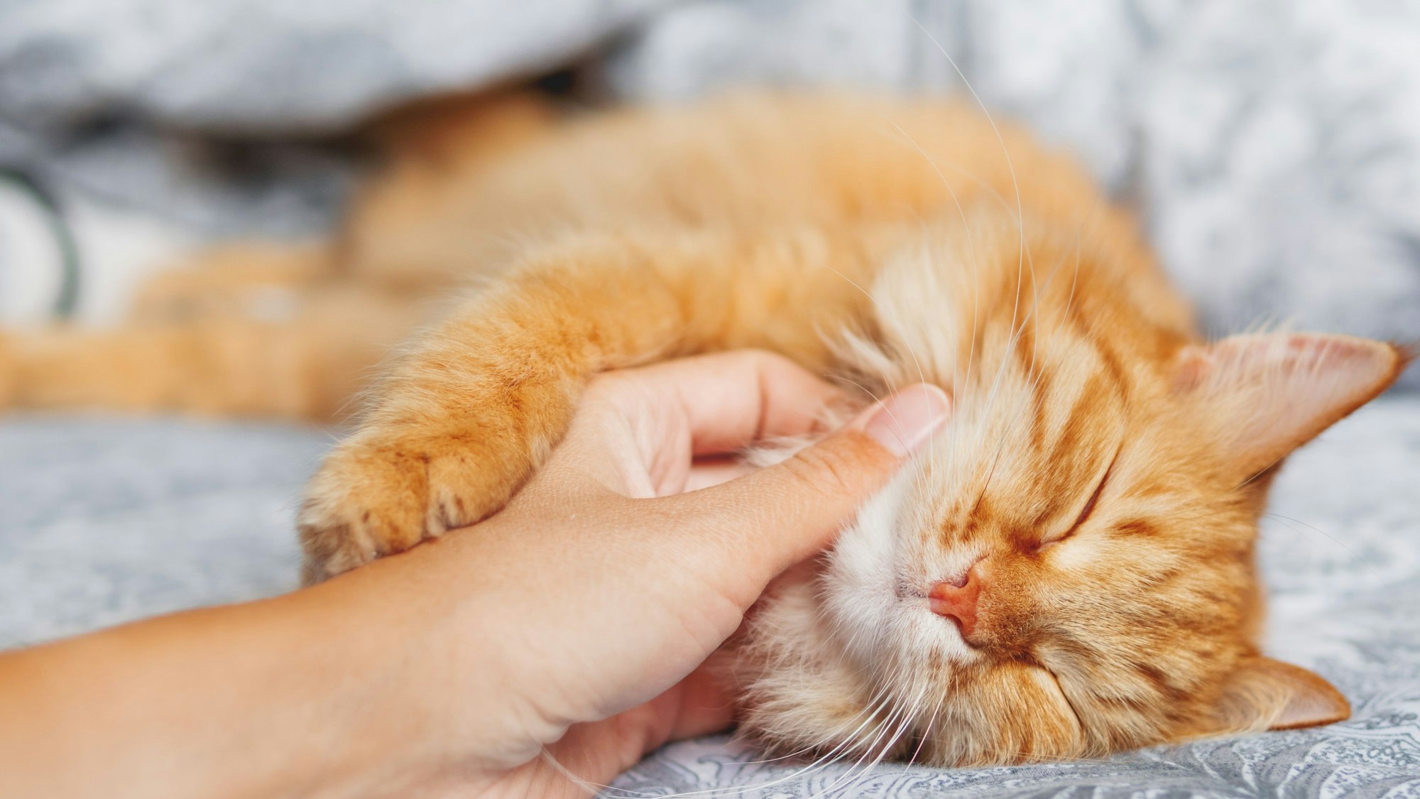 Die Gründe, warum Katzen schnurren, sind komplexer als viele denken.