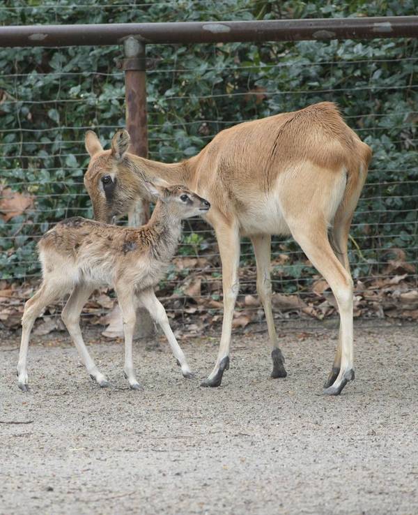 Ein Jungtier und seine Mutter im Kölner Zoo. Die Weißnacken-Moorantilopen haben Nachwuchs.