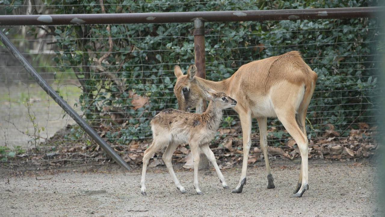 Ein Jungtier und seine Mutter im Kölner Zoo. Die Weißnacken-Moorantilopen haben Nachwuchs.