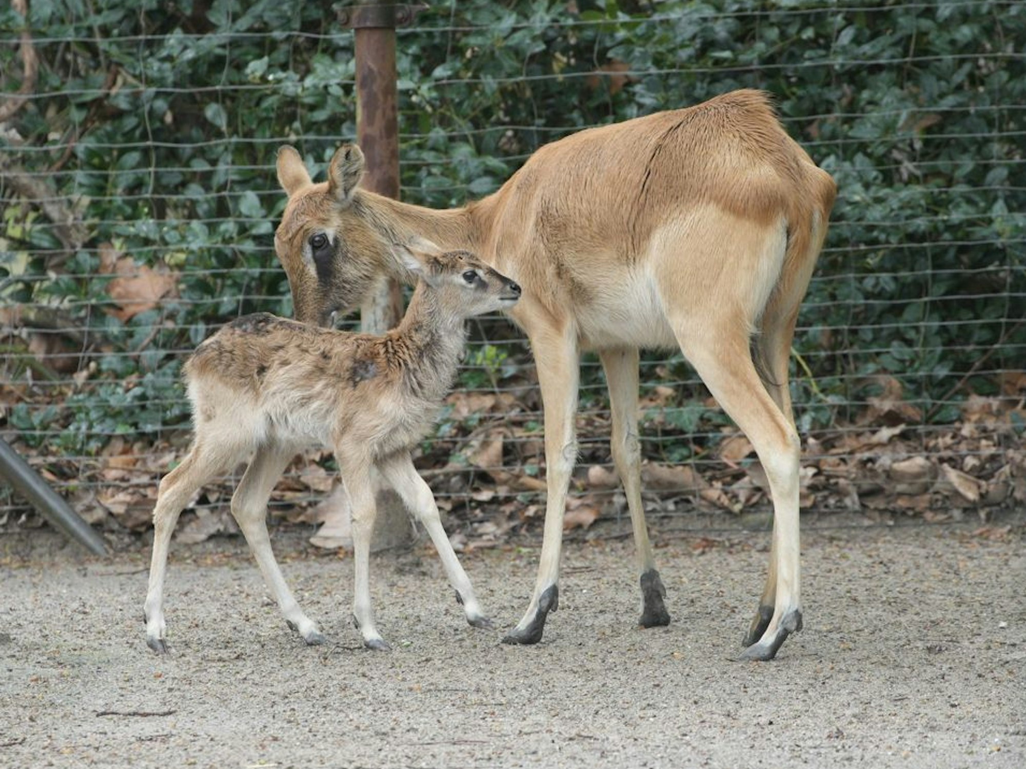 Ein Jungtier und seine Mutter im Kölner Zoo. Die Weißnacken-Moorantilopen haben Nachwuchs.