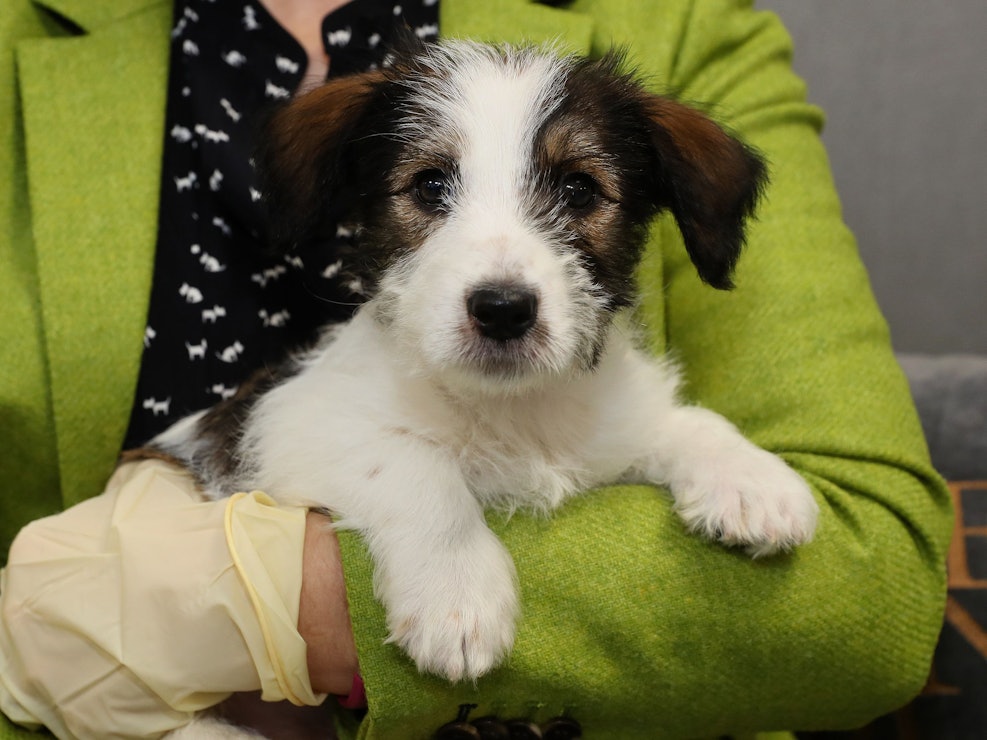 Hundeprofi Martin Rütter macht in einer Reportage auf illegalen Welpenhandel aufmerksam. Das hier gezeigte undatierte Symbolbild zeigt einen jungen Welpen.