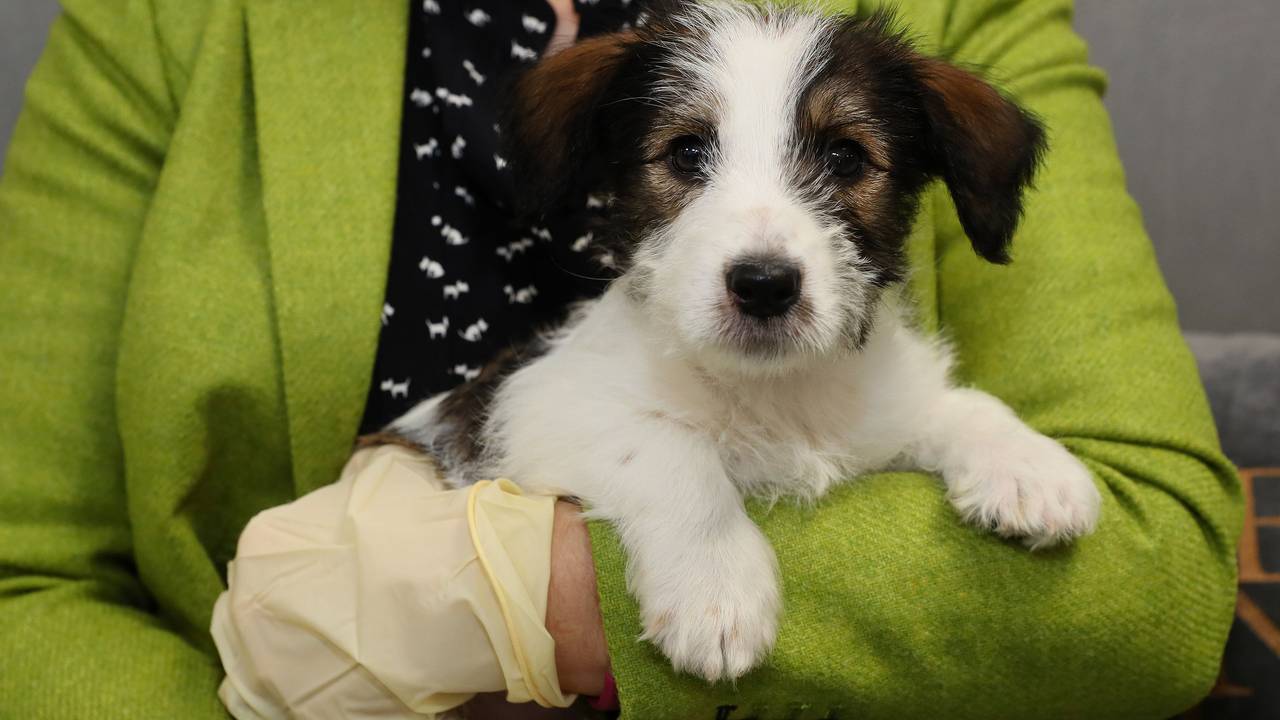 Hundeprofi Martin Rütter macht in einer Reportage auf illegalen Welpenhandel aufmerksam. Das hier gezeigte undatierte Symbolbild zeigt einen jungen Welpen.