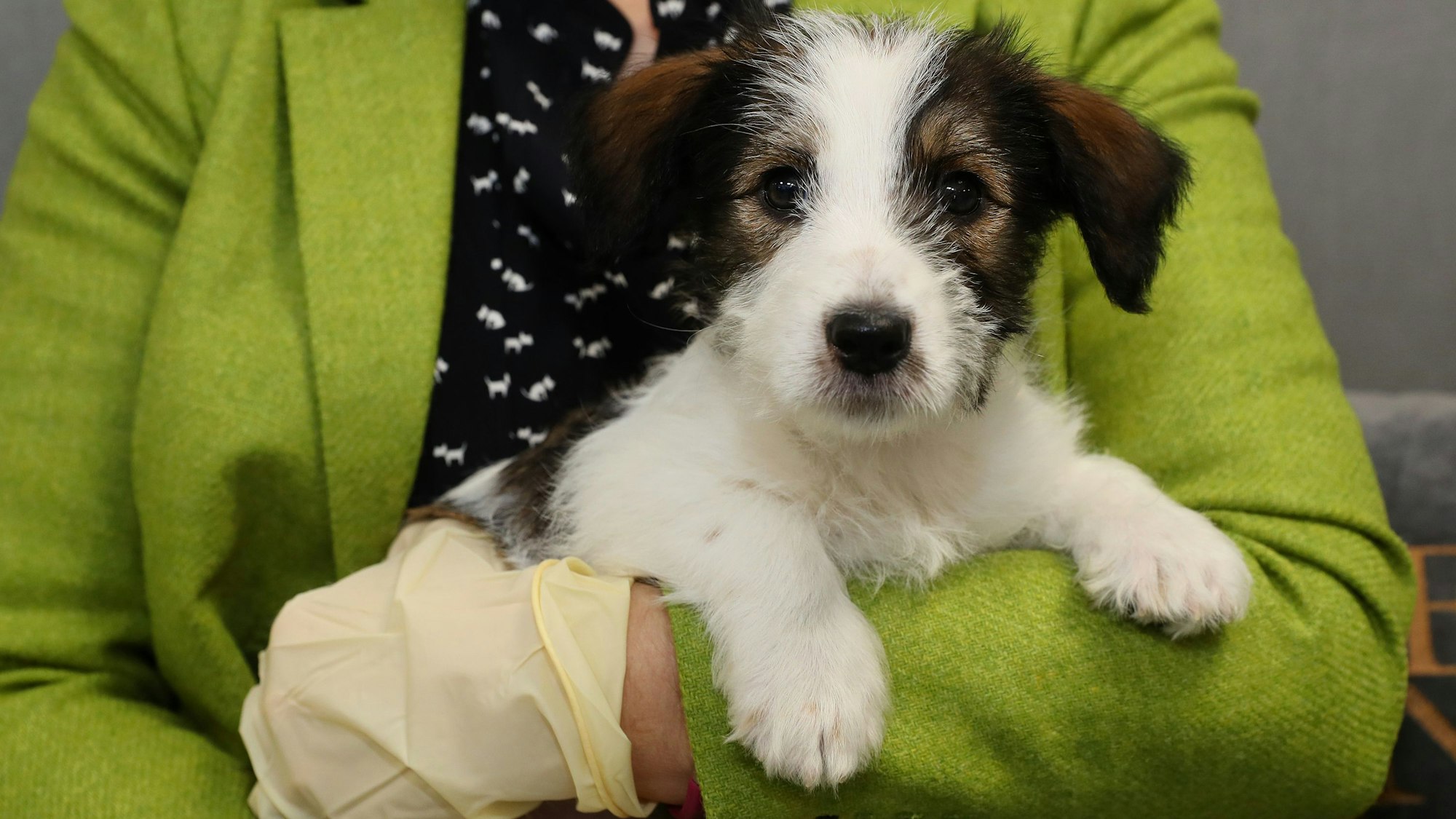 Hundeprofi Martin Rütter macht in einer Reportage auf illegalen Welpenhandel aufmerksam. Das hier gezeigte undatierte Symbolbild zeigt einen jungen Welpen.