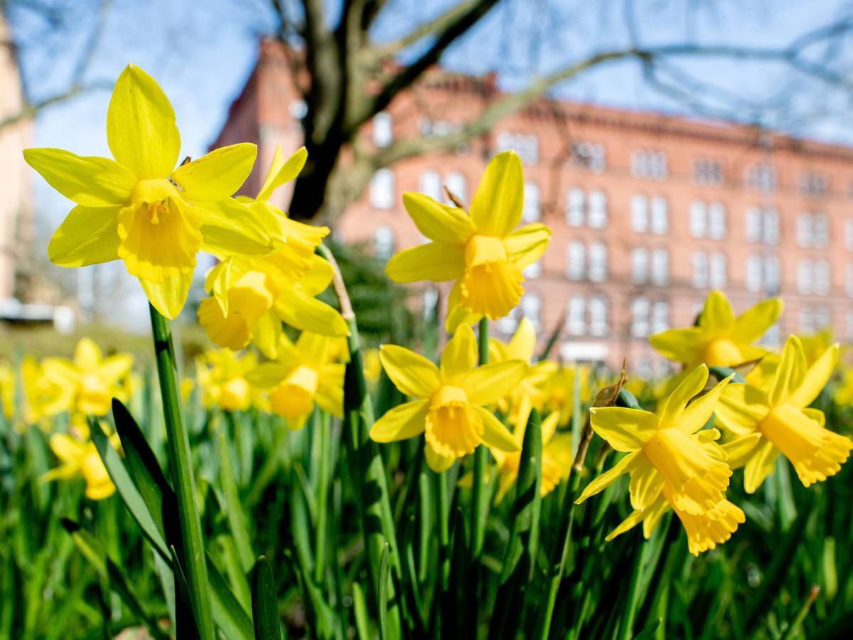 Zahlreiche Osterglocken blühen auf einer Wiese. Über Ostern soll es in Köln freundlich und warm werden.