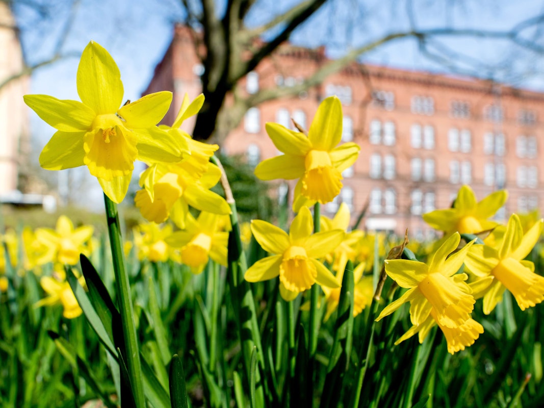 Zahlreiche Osterglocken blühen auf einer Wiese. Über Ostern soll es in Köln freundlich und warm werden.