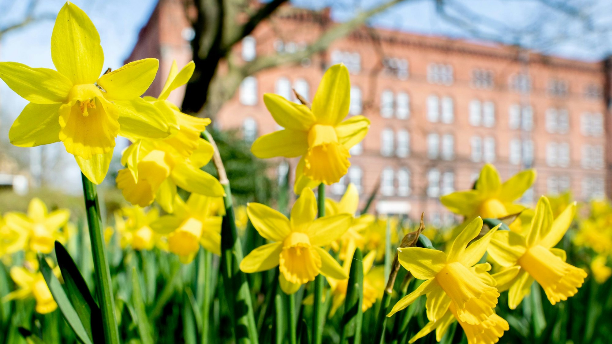 Zahlreiche Osterglocken blühen auf einer Wiese. Über Ostern soll es in Köln freundlich und warm werden.