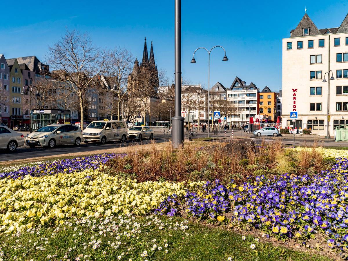 Ein Blumenbeet am Heumarkt. Im Hintergrund ist der Kölner Dom und die Altstadt zu sehen.