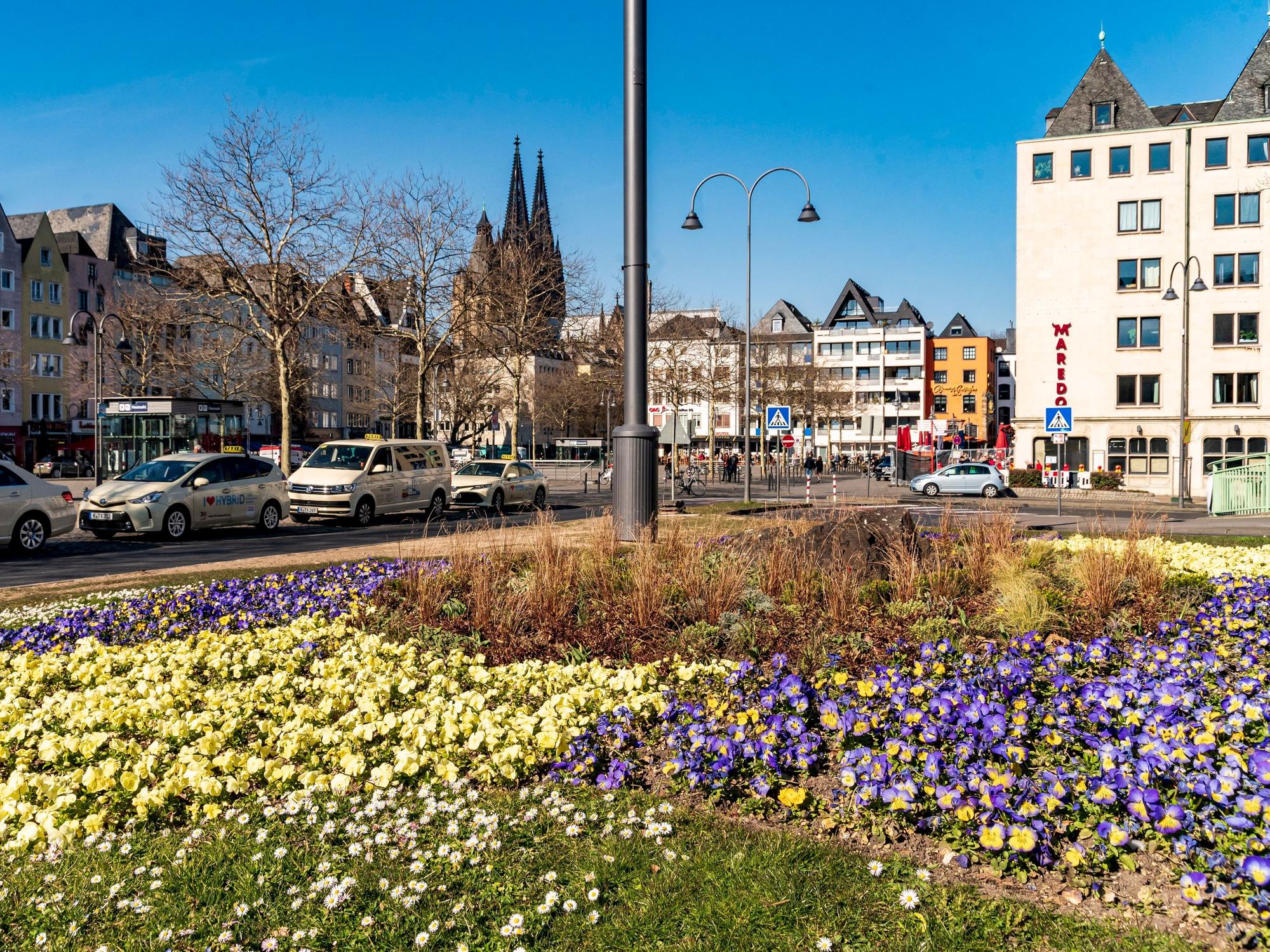 Ein Blumenbeet am Heumarkt. Im Hintergrund ist der Kölner Dom und die Altstadt zu sehen.