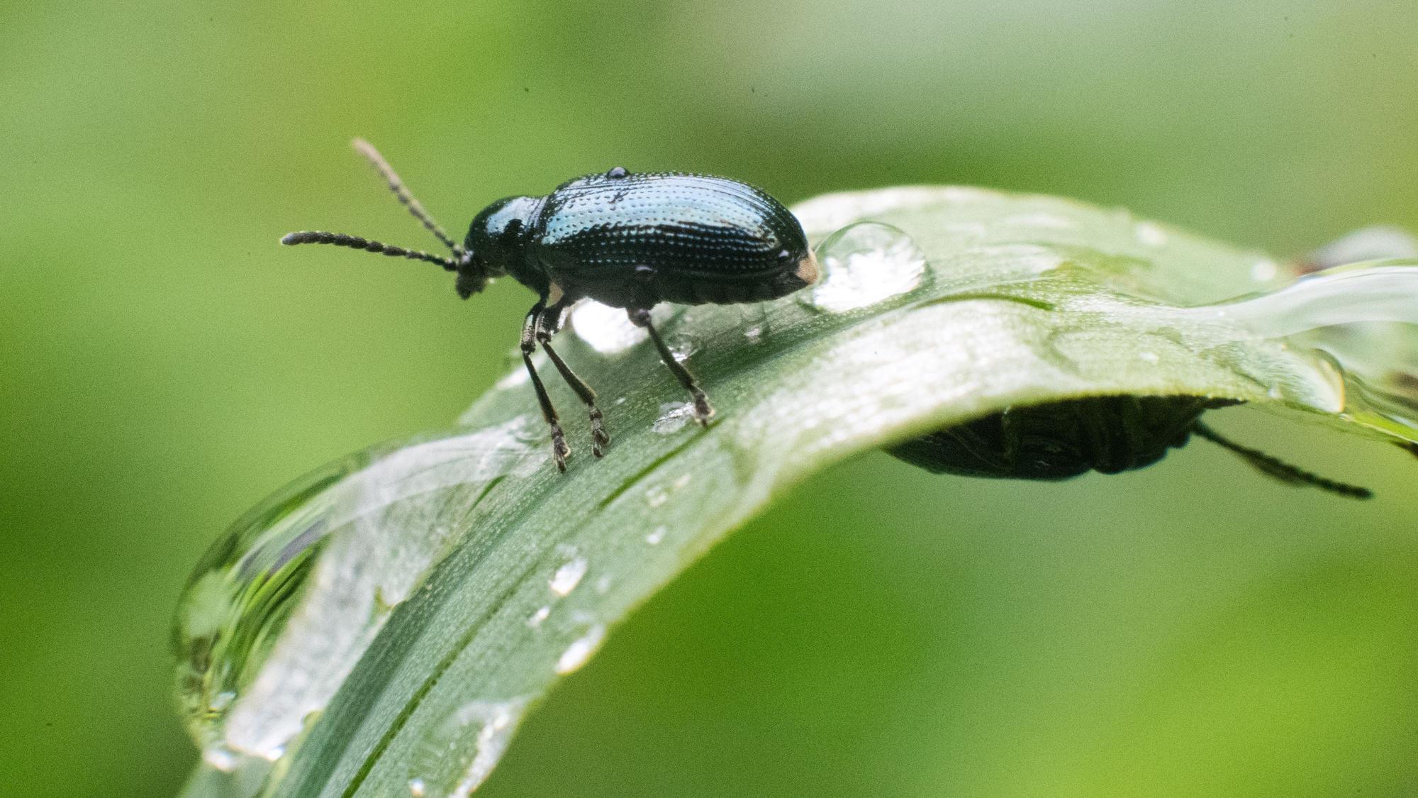 Ein Käfer sitzt auf einem mit Regentropfen überzogenen Grashalm im Naturschutzgebiet Alte Leine in der Region Hannover, die Aufnahme dient als Symbolfoto.
