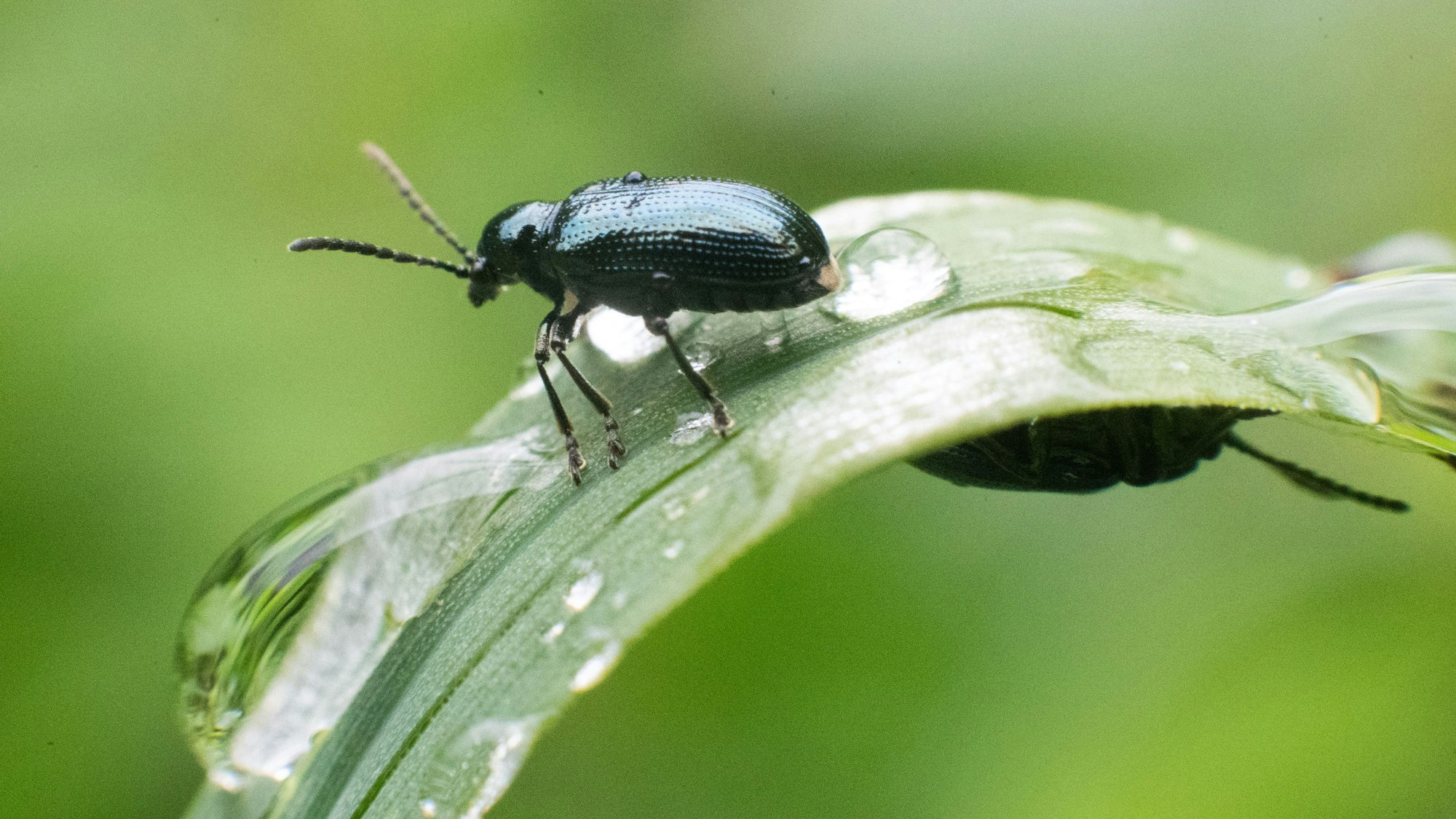 Ein Käfer sitzt auf einem mit Regentropfen überzogenen Grashalm im Naturschutzgebiet Alte Leine in der Region Hannover, die Aufnahme dient als Symbolfoto.