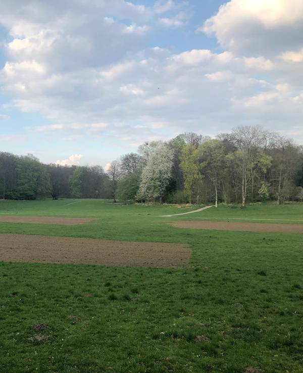 Wiese im Kölner Stadtwald, bei der einige Quadrate Rasen entfernt wurden.