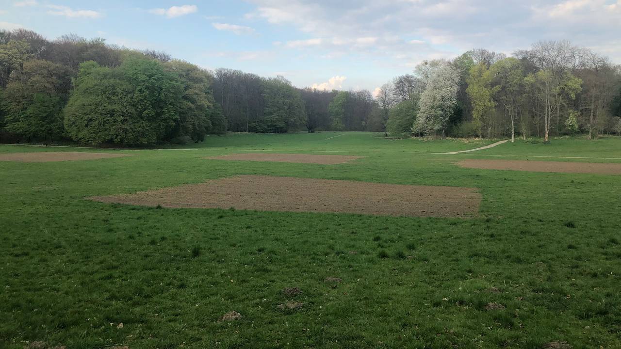 Wiese im Kölner Stadtwald, bei der einige Quadrate Rasen entfernt wurden.