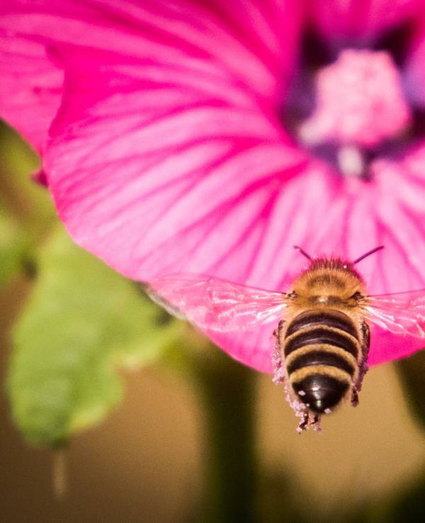 Eine Biene steuert im Sonnenschein auf eine der letzten Blüten in einem Garten auf dem Lohrberg zu.