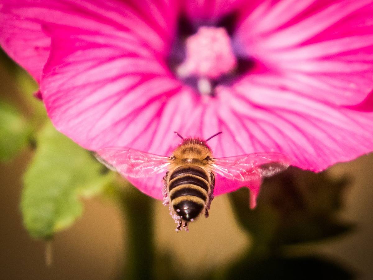 Eine Biene steuert im Sonnenschein auf eine der letzten Blüten in einem Garten auf dem Lohrberg zu.