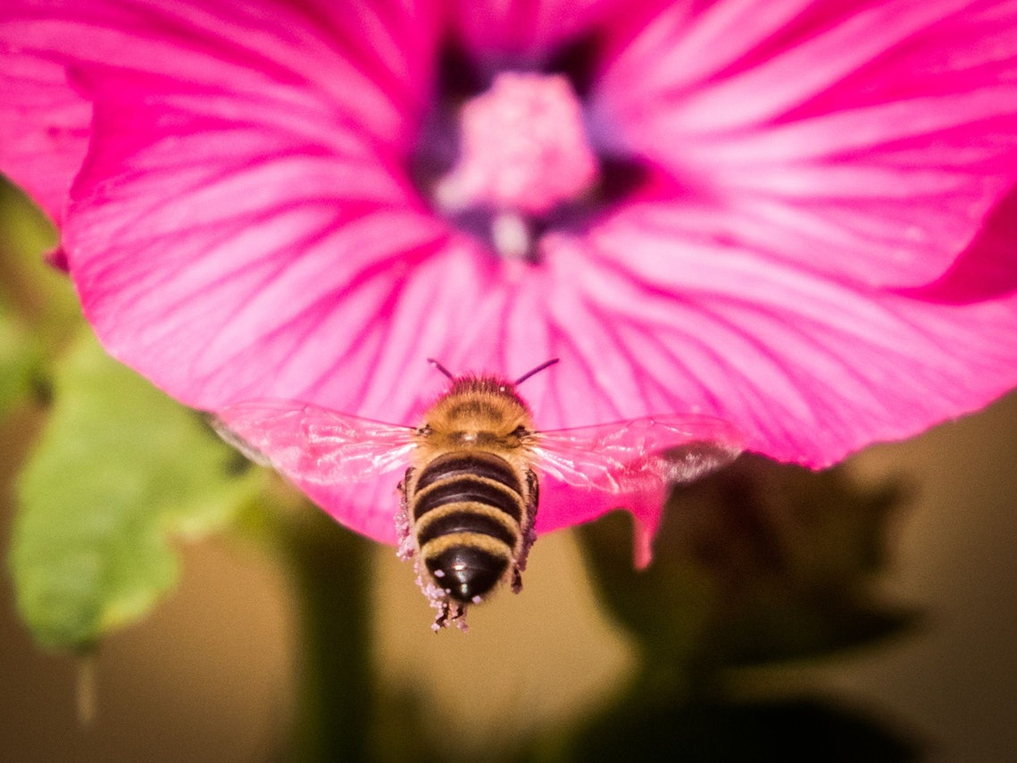 Eine Biene steuert im Sonnenschein auf eine der letzten Blüten in einem Garten auf dem Lohrberg zu.
