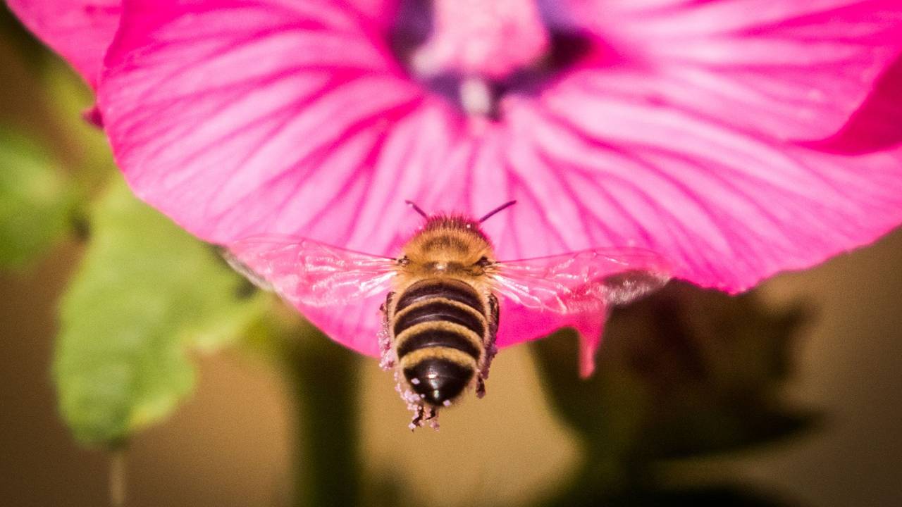 Eine Biene steuert im Sonnenschein auf eine der letzten Blüten in einem Garten auf dem Lohrberg zu.