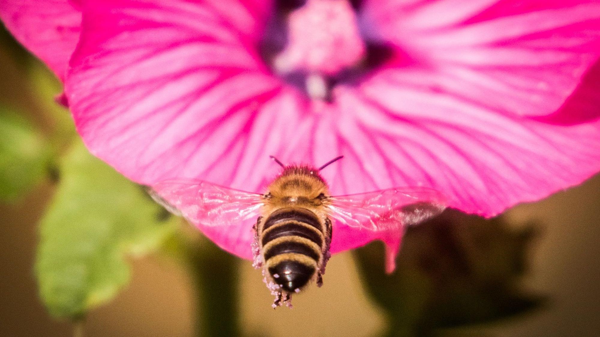 Eine Biene steuert im Sonnenschein auf eine der letzten Blüten in einem Garten auf dem Lohrberg zu.