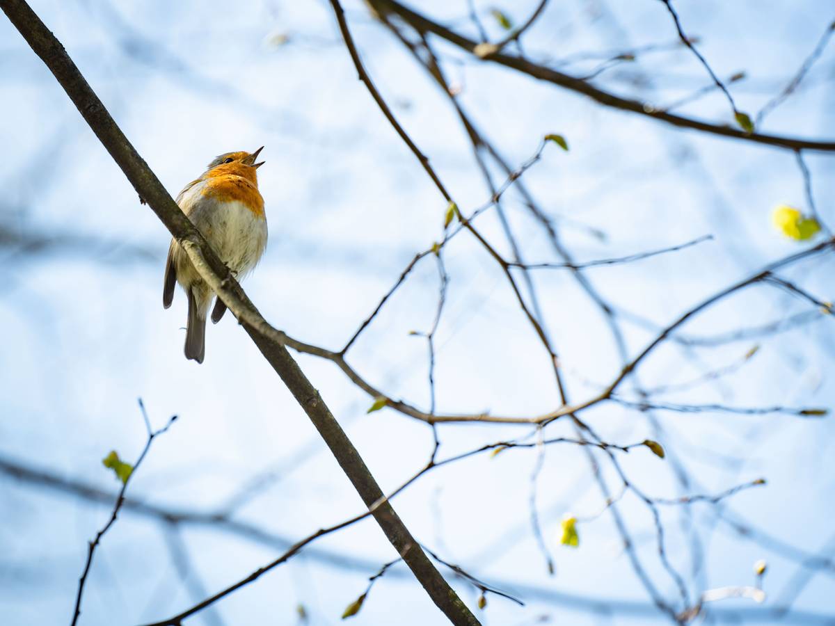 Ein Rotkehlchen sitzt im Schlosspark im Stadtteil Rumpenheim im Sonnenschein auf einem Ast und singt ein Lied.