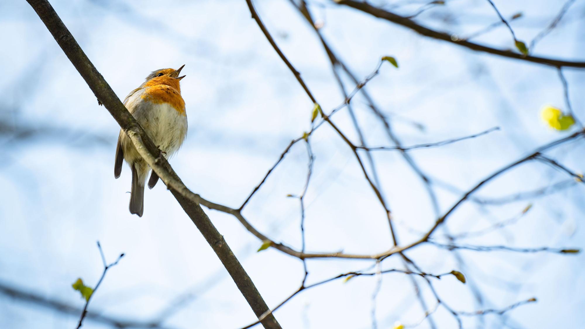 Ein Rotkehlchen sitzt im Schlosspark im Stadtteil Rumpenheim im Sonnenschein auf einem Ast und singt ein Lied.