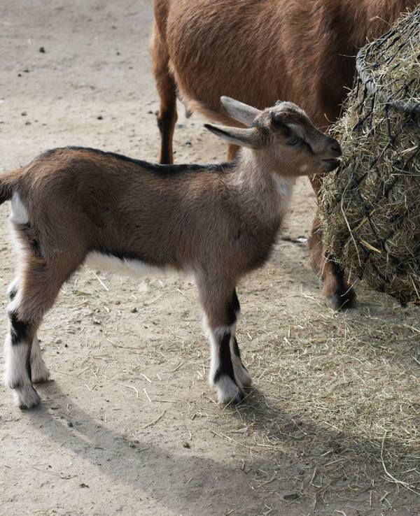 Im Kölner Zoo sind die ersten Söhne von FC-Maskottchen Hennes zur Welt gekommen. Die beiden männlichen Jungtiere sind noch namenlos.