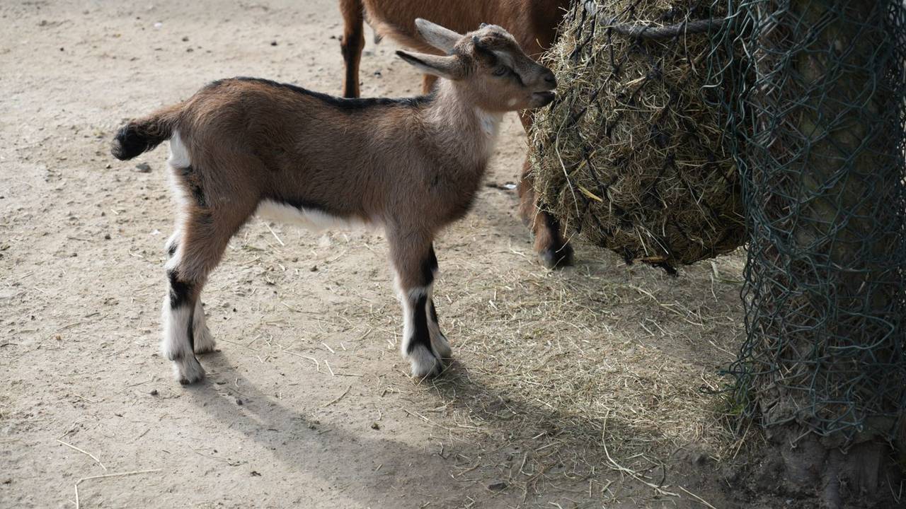 Im Kölner Zoo sind die ersten Söhne von FC-Maskottchen Hennes zur Welt gekommen. Die beiden männlichen Jungtiere sind noch namenlos.