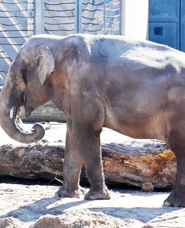 Elefantenbulle Bindu im Kölner Zoo. Er wird für immer von der Herde getrennt.