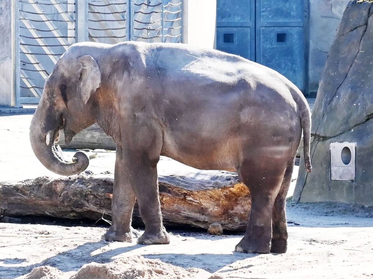 Elefantenbulle Bindu im Kölner Zoo. Er wird für immer von der Herde getrennt.