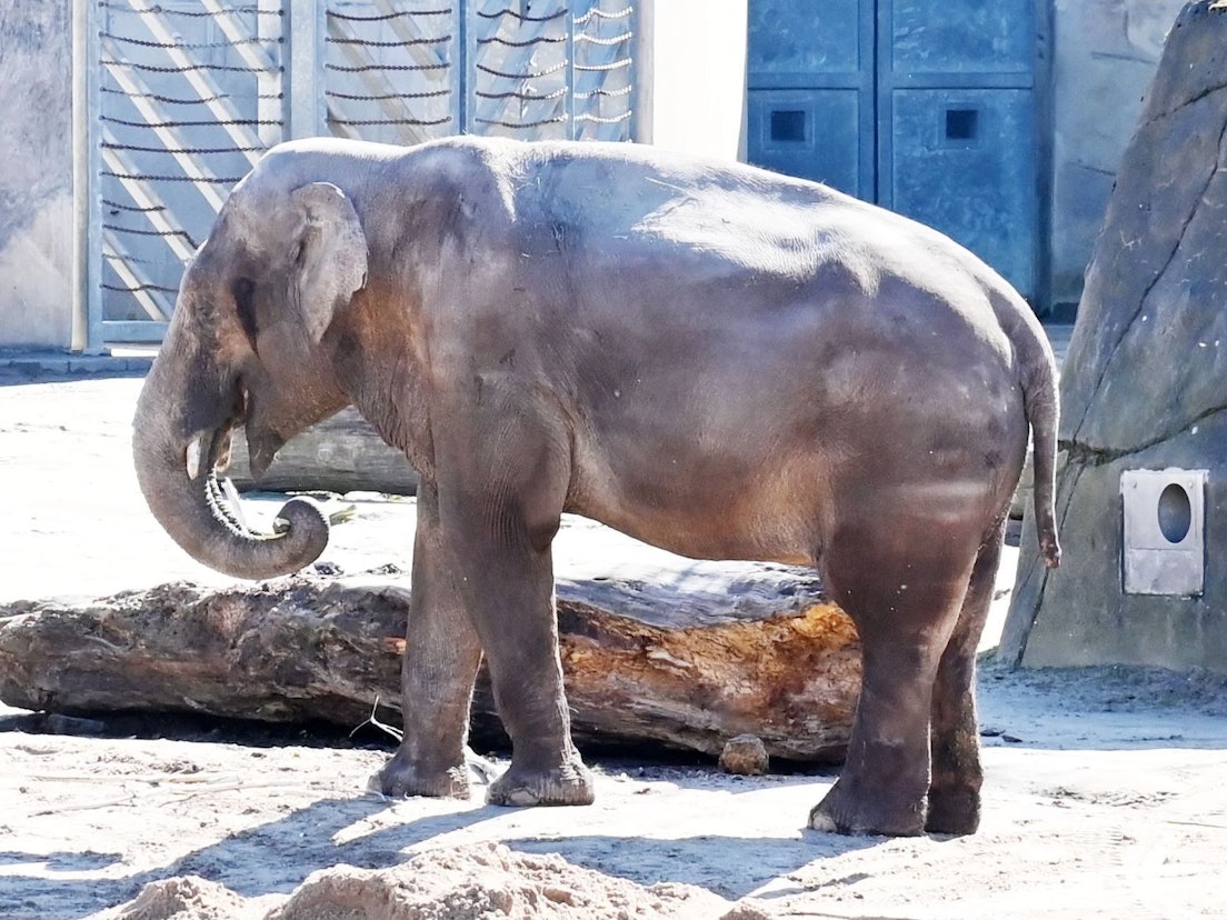 Elefantenbulle Bindu im Kölner Zoo. Er wird für immer von der Herde getrennt.
