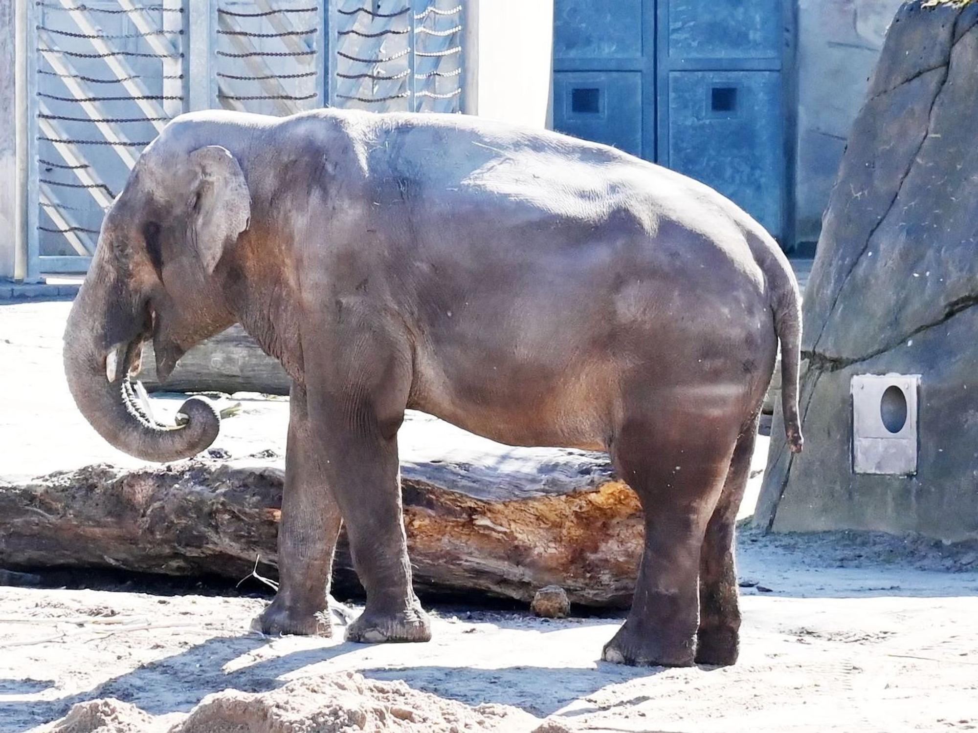 Elefantenbulle Bindu im Kölner Zoo. Er wird für immer von der Herde getrennt.