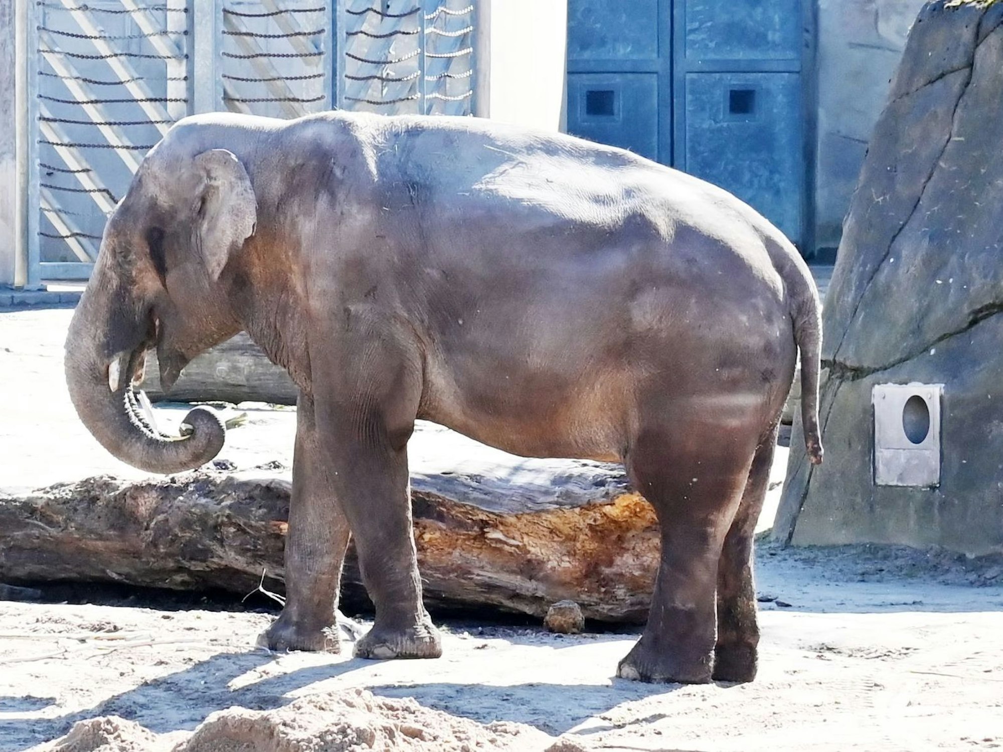 Elefantenbulle Bindu im Kölner Zoo. Er wird für immer von der Herde getrennt.