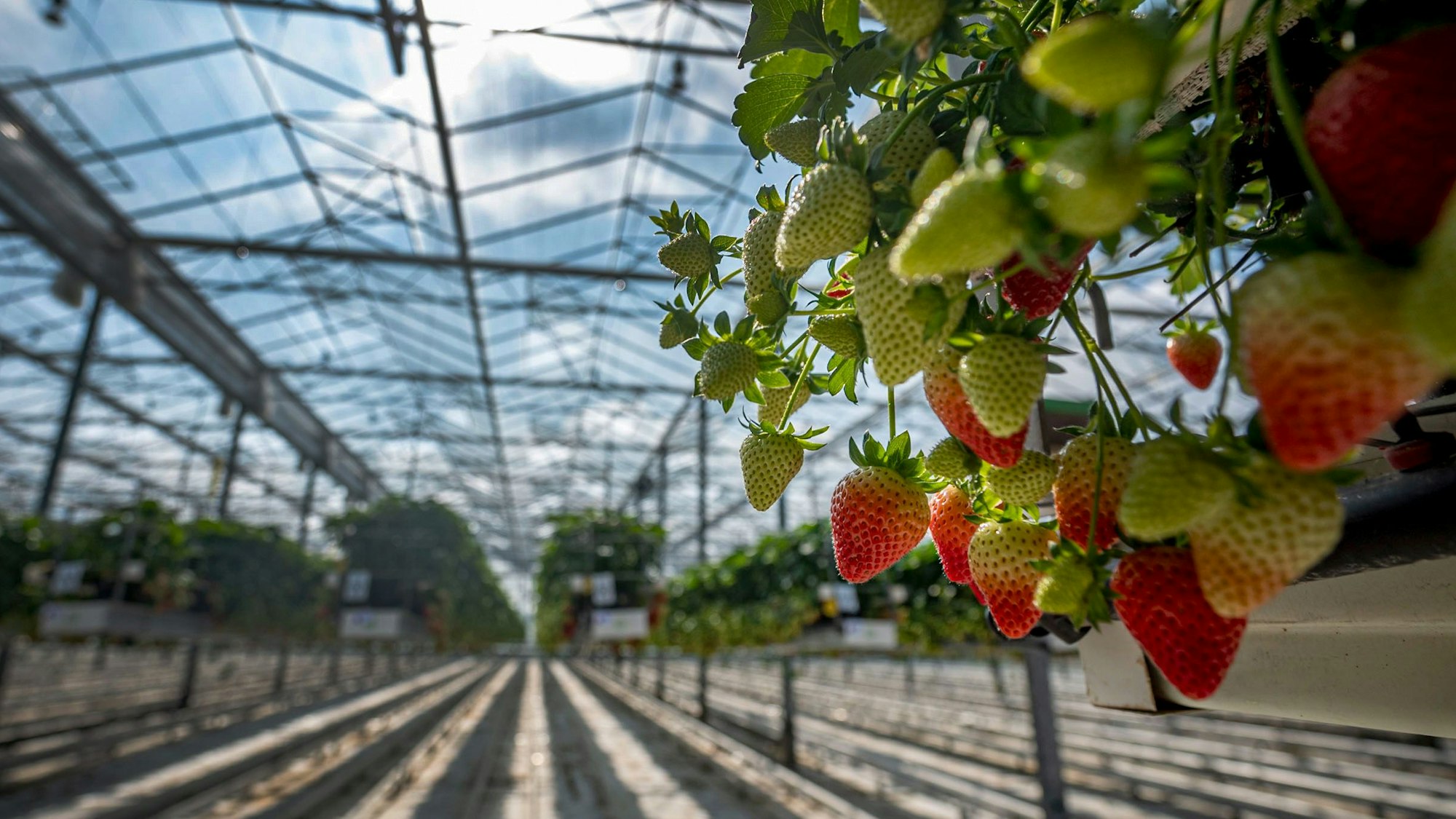 Reife und unreife Erdbeeren hängen bei der Eröffnung der Erdbeersaison in Nordrhein-Westfalen in einem Gewächshaus.