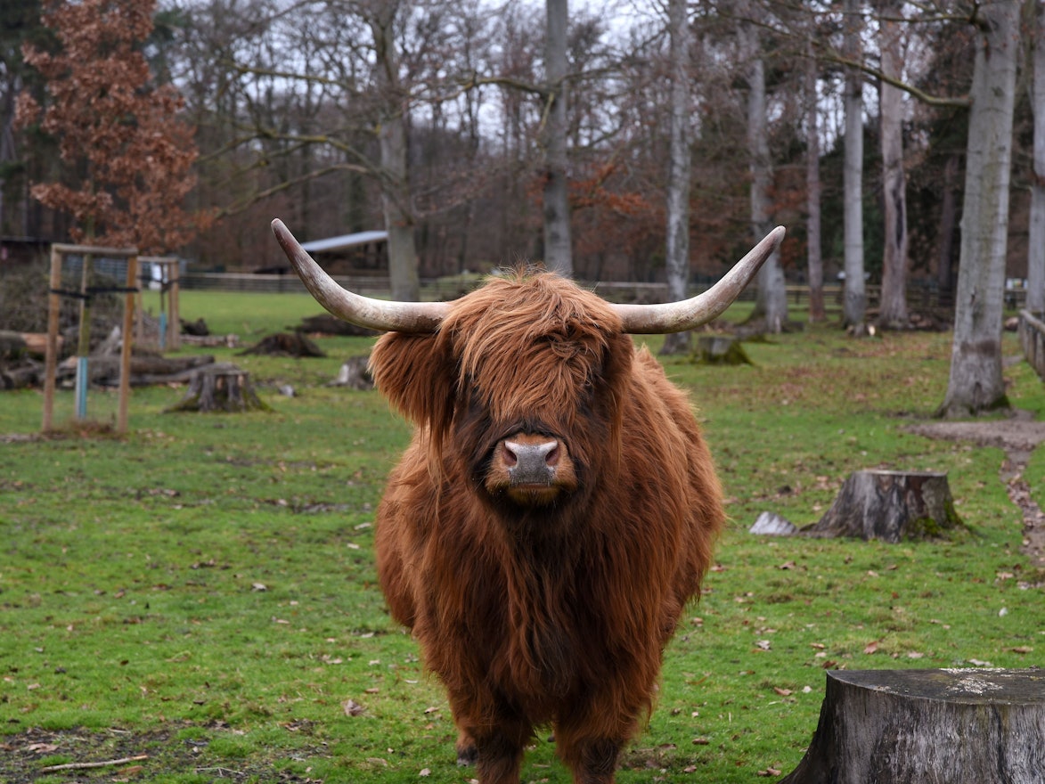 Der Tierpark im Lindenthaler Stadtwald. Zu sehen ist Hochlandrind Lily.