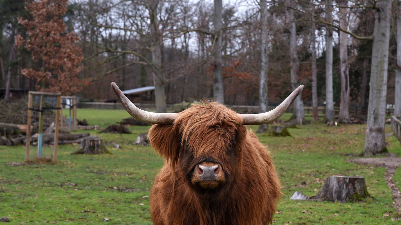 Der Tierpark im Lindenthaler Stadtwald. Zu sehen ist Hochlandrind Lily.