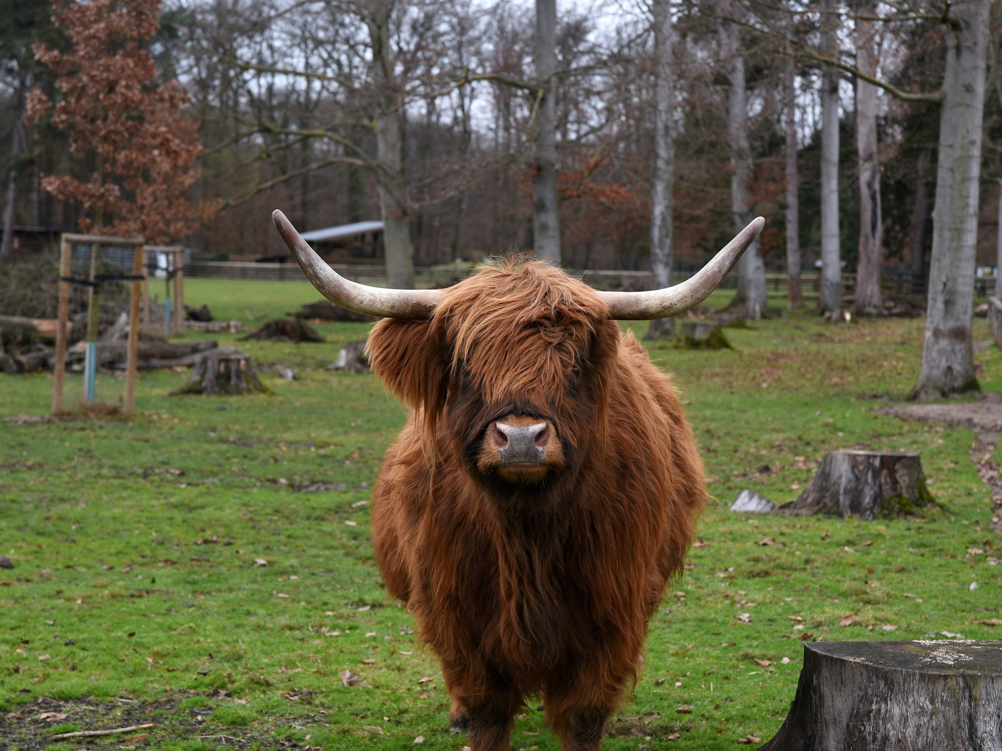 Der Tierpark im Lindenthaler Stadtwald. Zu sehen ist Hochlandrind Lily.