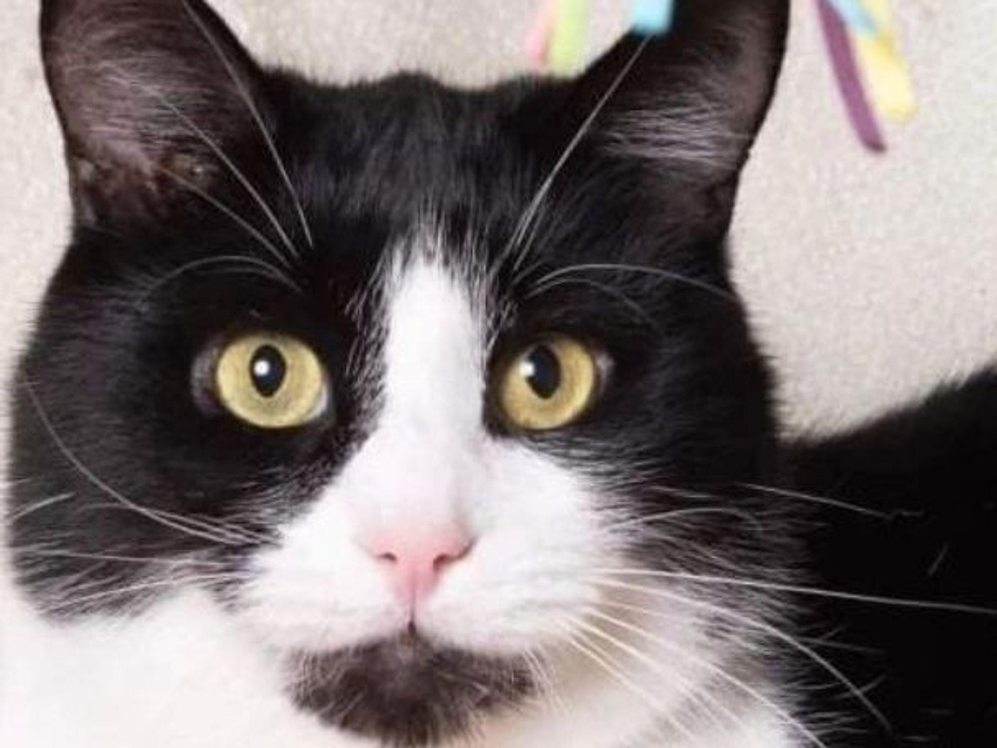 Das Foto zeigt eine Katze, die aus der Ukraine nach Köln kam.