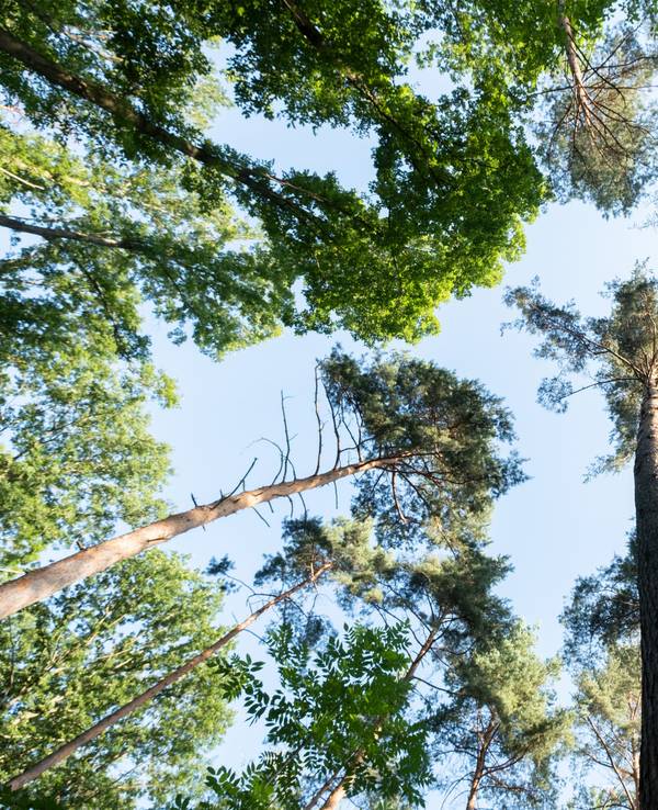 Die Anzahl an verschiedenen Baumarten weltweit hat sich um 14 Prozent gesteigert. Das Symbolbild ist vom 23. Juli 2020 und zeigt Baumkronen in einem Waldstück in Stuttgart.