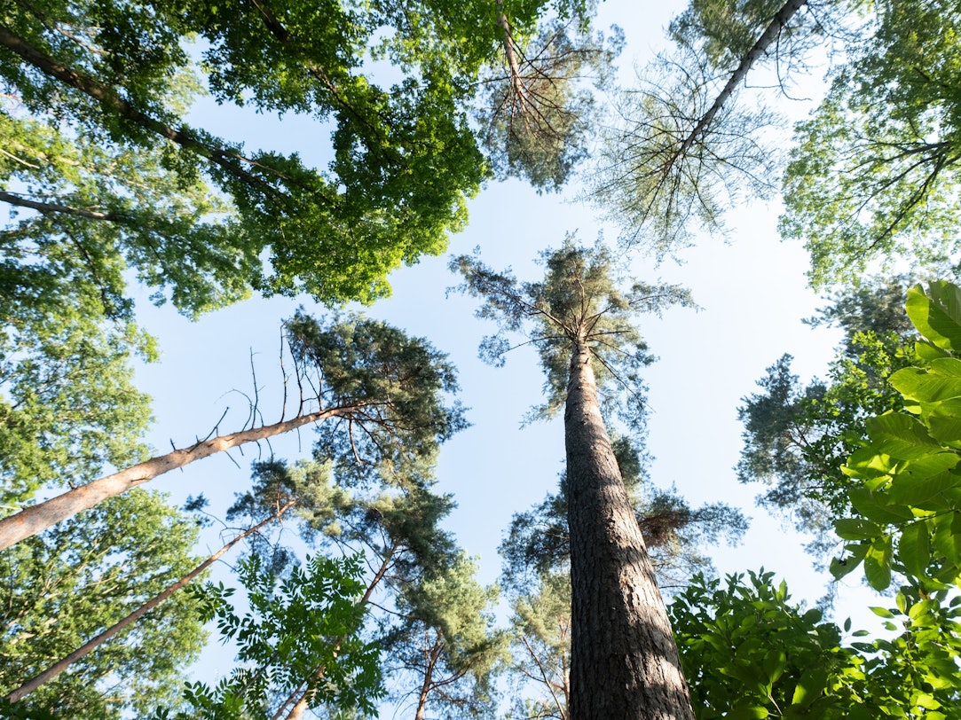 Die Anzahl an verschiedenen Baumarten weltweit hat sich um 14 Prozent gesteigert. Das Symbolbild ist vom 23. Juli 2020 und zeigt Baumkronen in einem Waldstück in Stuttgart.