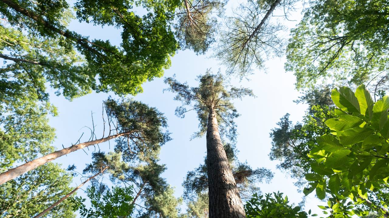 Die Anzahl an verschiedenen Baumarten weltweit hat sich um 14 Prozent gesteigert. Das Symbolbild ist vom 23. Juli 2020 und zeigt Baumkronen in einem Waldstück in Stuttgart.