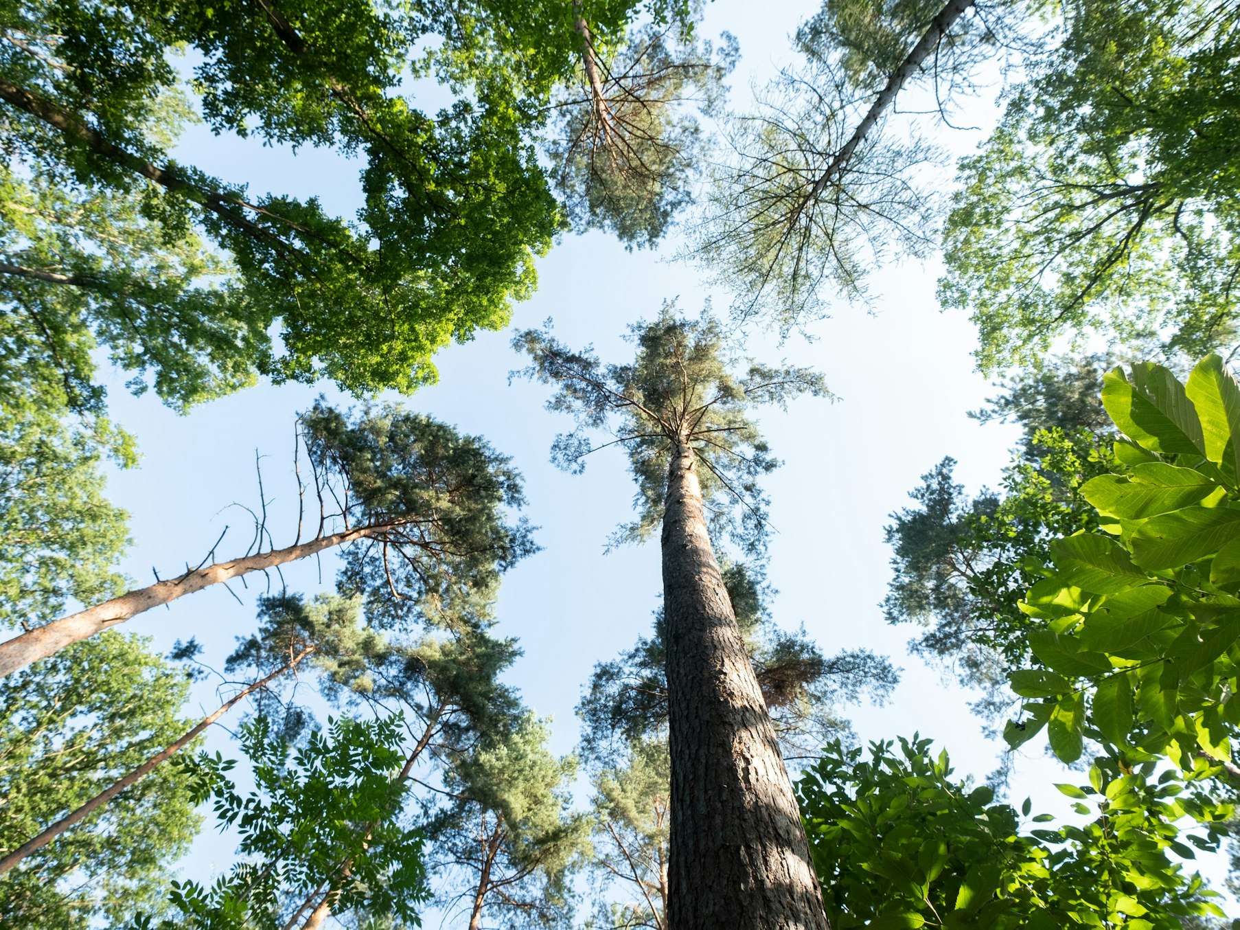 Die Anzahl an verschiedenen Baumarten weltweit hat sich um 14 Prozent gesteigert. Das Symbolbild ist vom 23. Juli 2020 und zeigt Baumkronen in einem Waldstück in Stuttgart.
