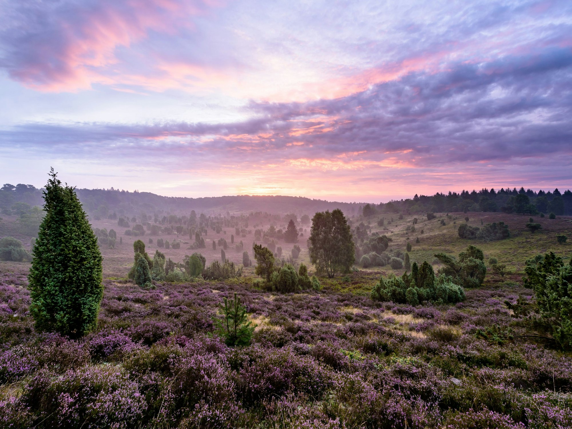 Der Weser-Harz-Heide-Radweg führt bis in die Lüneburger Heide.