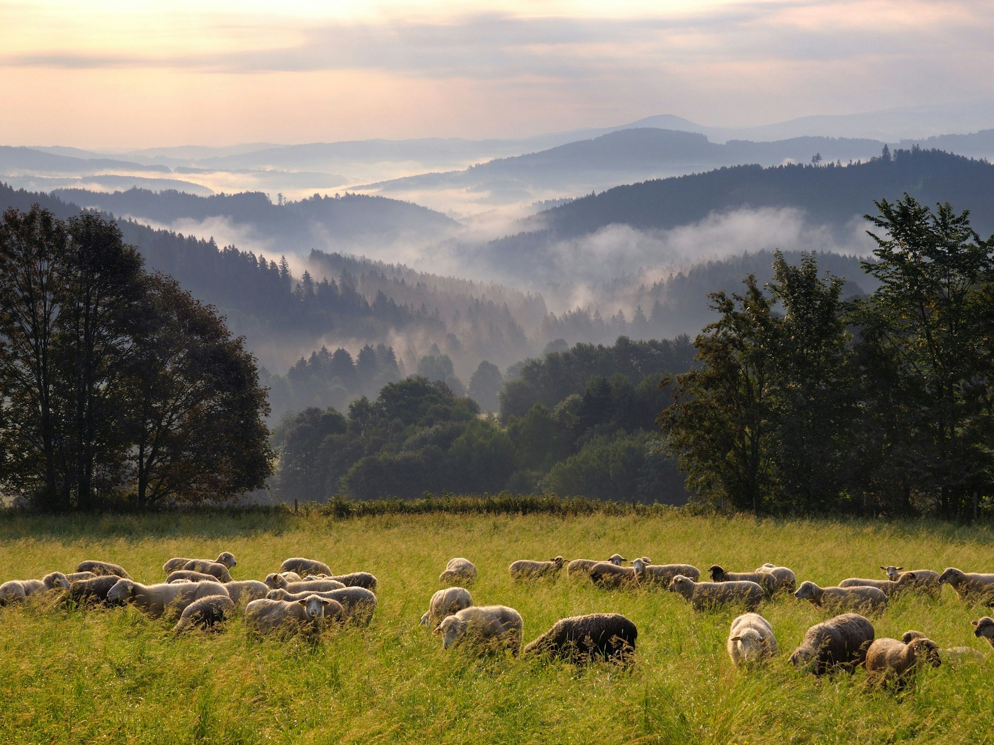 Fernwanderwege Deutschlands wie der „Goldsteig“ führen auch in Nachbarländer.