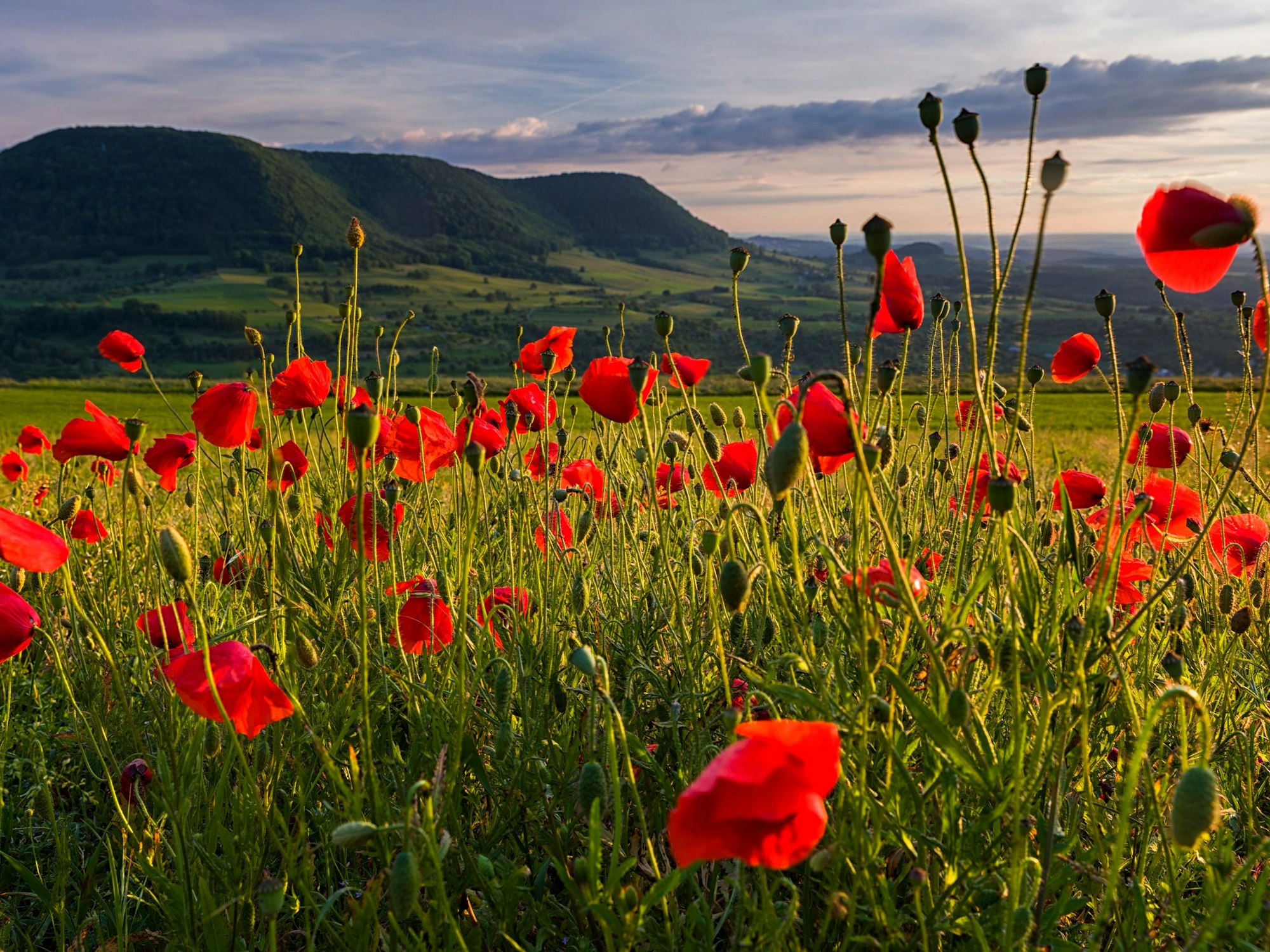 Der Fernwanderweg „Donau-Zollernalb-Weg“ zeigt die schönsten Seiten der Schwäbischen Alb.