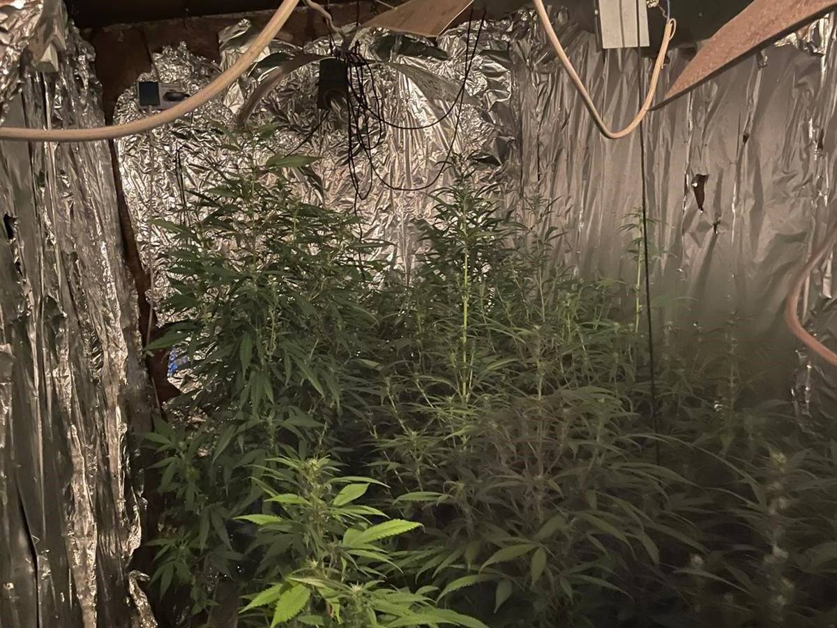 Mehrere Marihuana-Pflanzen stehen dicht gedrängt in einem Raum, dessen Wände mit Alufolie verkleidet sind.