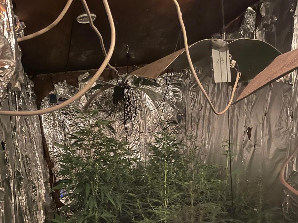 Mehrere Marihuana-Pflanzen stehen dicht gedrängt in einem Raum, dessen Wände mit Alufolie verkleidet sind.