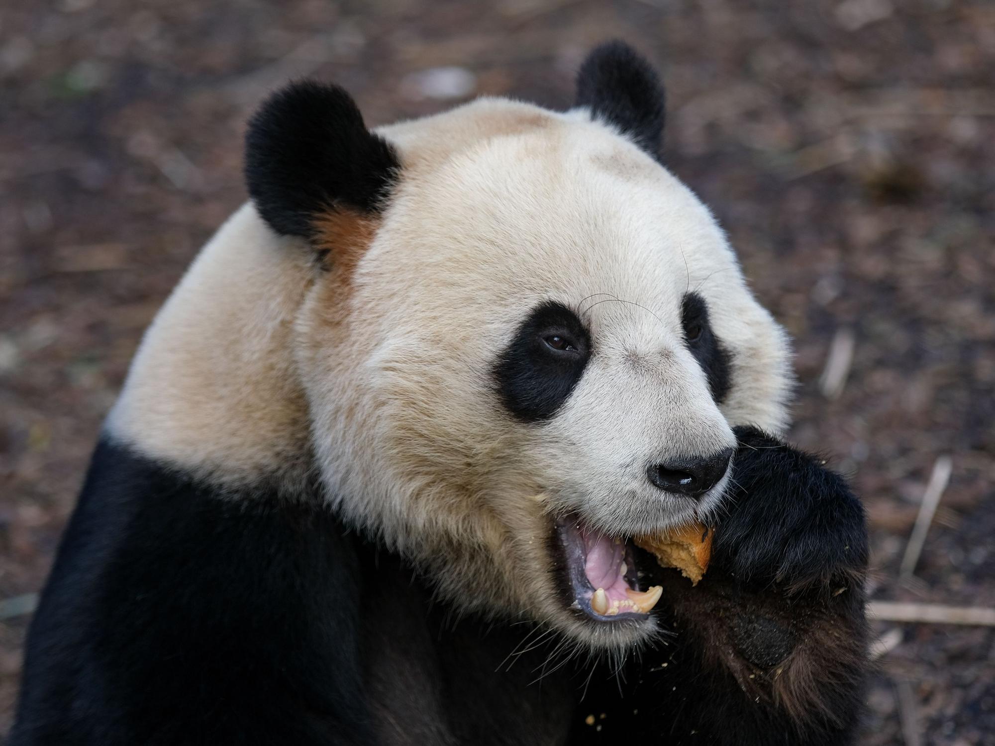 Der Panda Tian Bao beim Fressen im Zoo Pairi Daiza in Belgien.