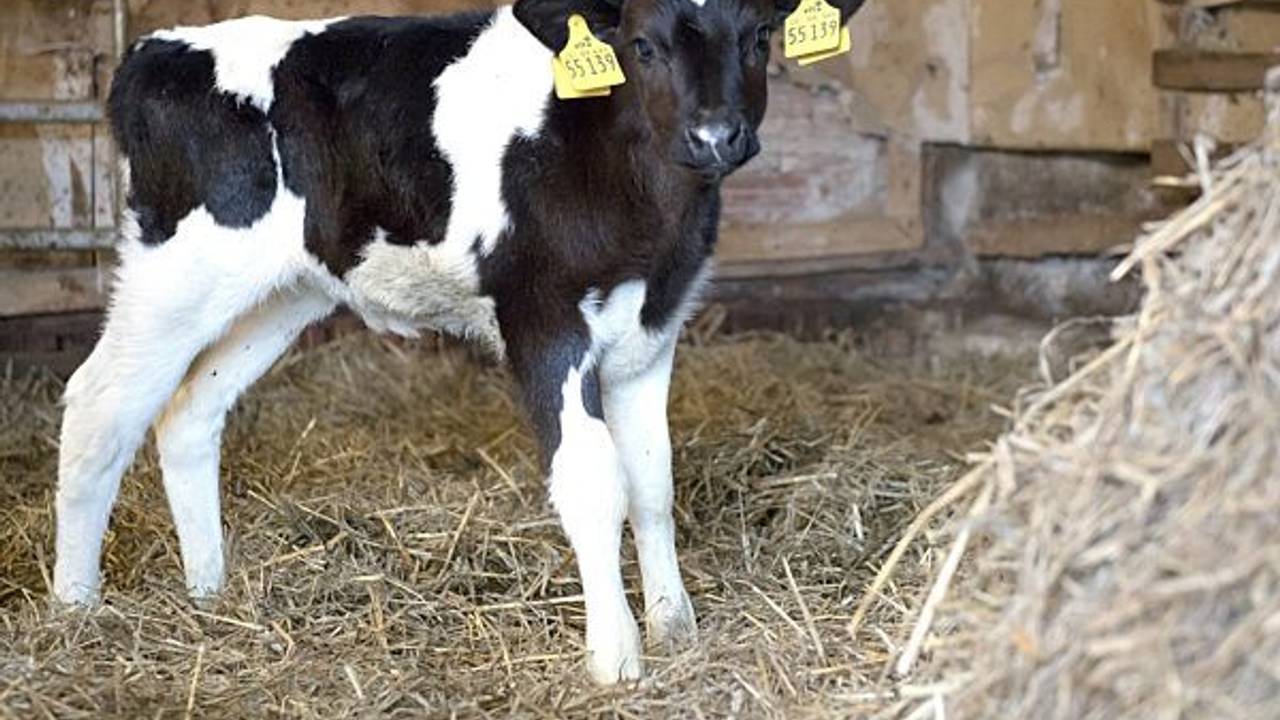 Ein Kälbchen steht am 2. Januar 2018 in einem Stall in Niedersachsen.
